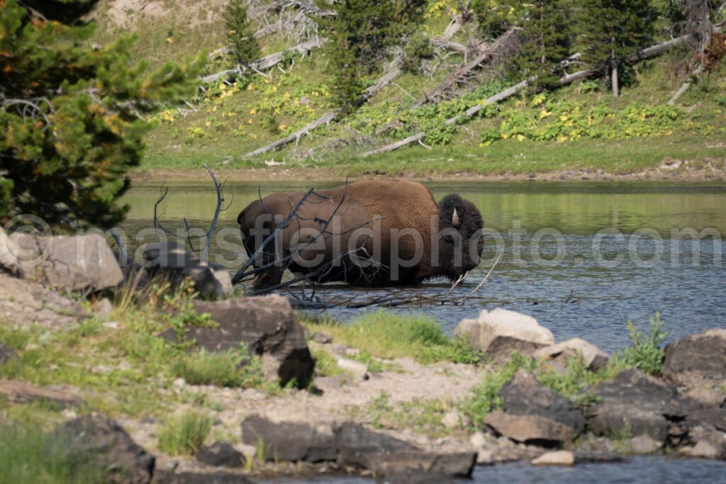 Bison At Yellowstone National Park A4-17884 - Mansfield Photography