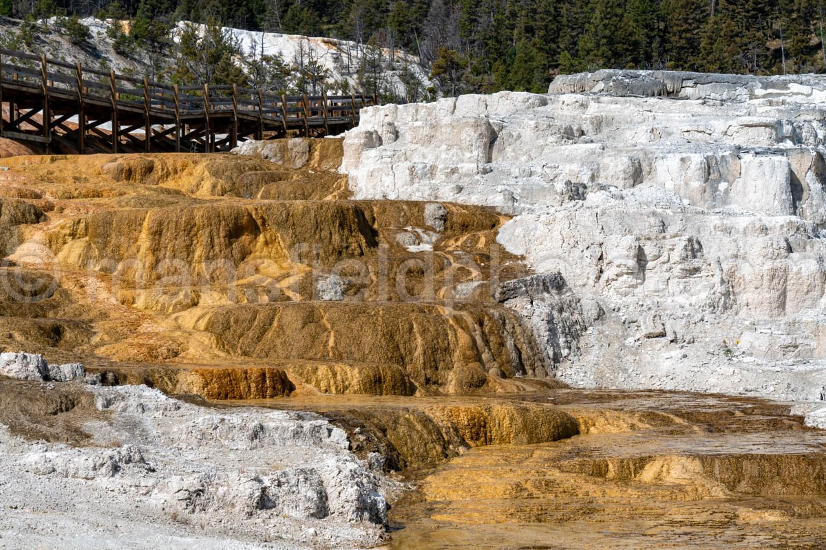 Mammoth Hot Springs, Yellowstone National Park A4-18111