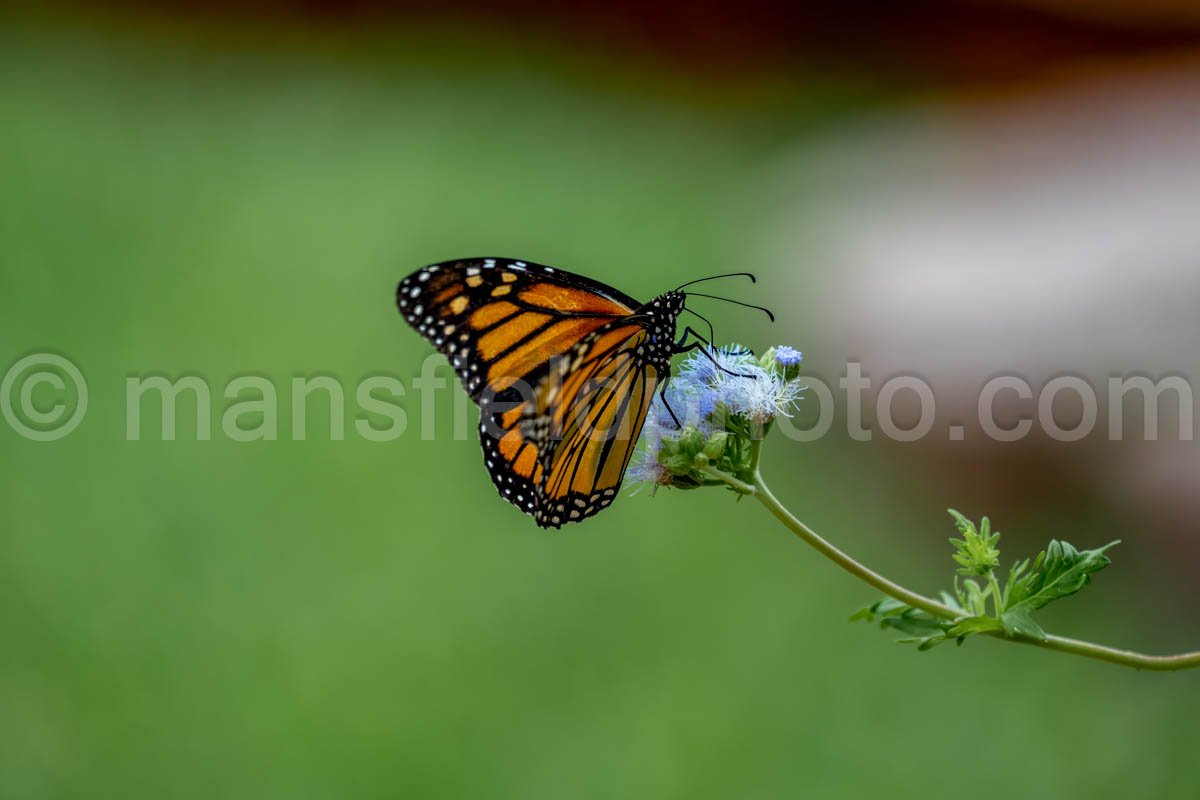 Monarch Butterfly A4-18695