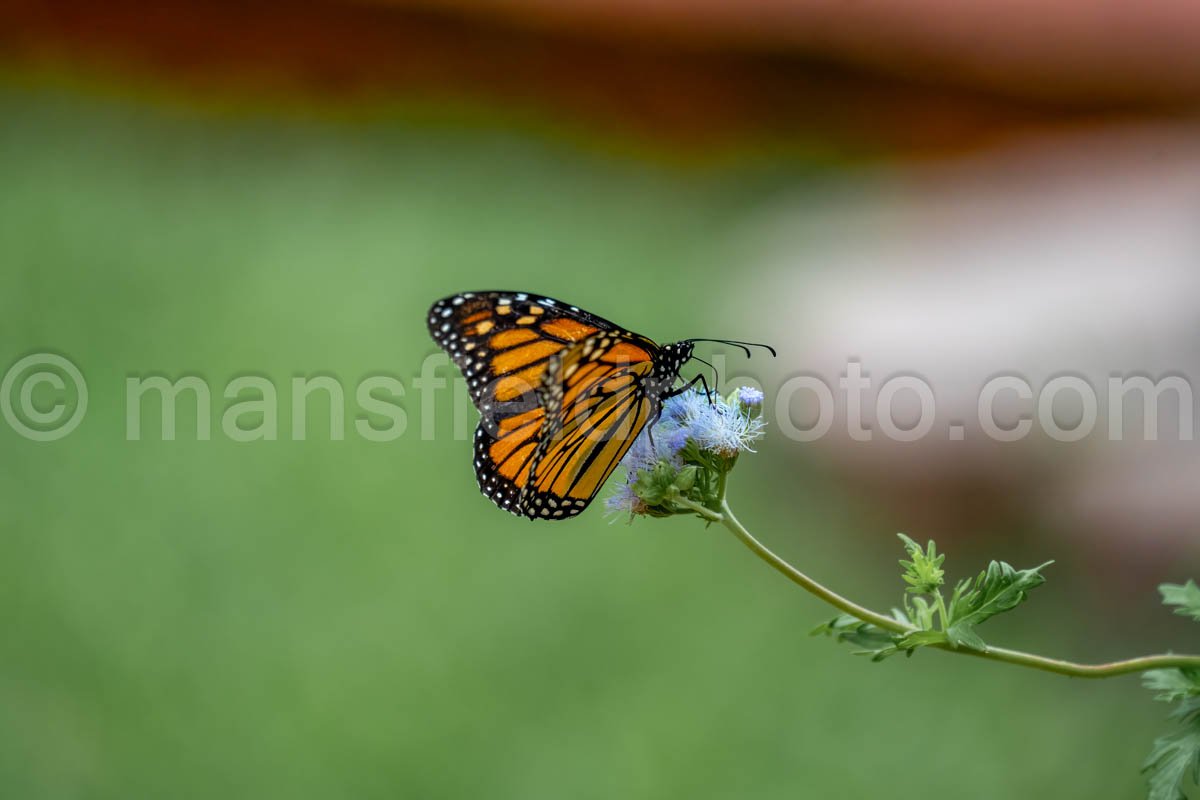 Monarch Butterfly A4-18698