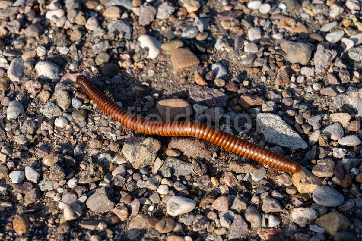 Millipede, Big Bend National Park, TX A4-18886