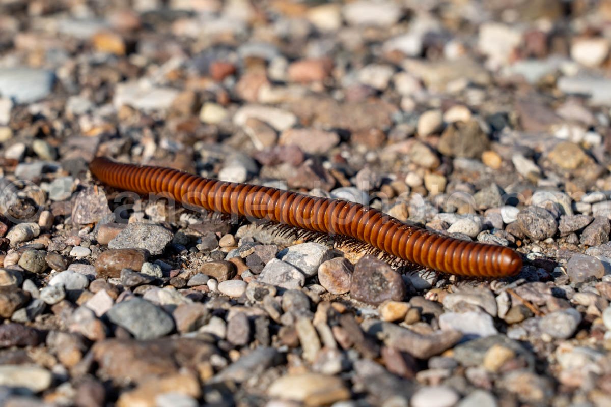 Millipede, Big Bend National Park, TX A4-18891