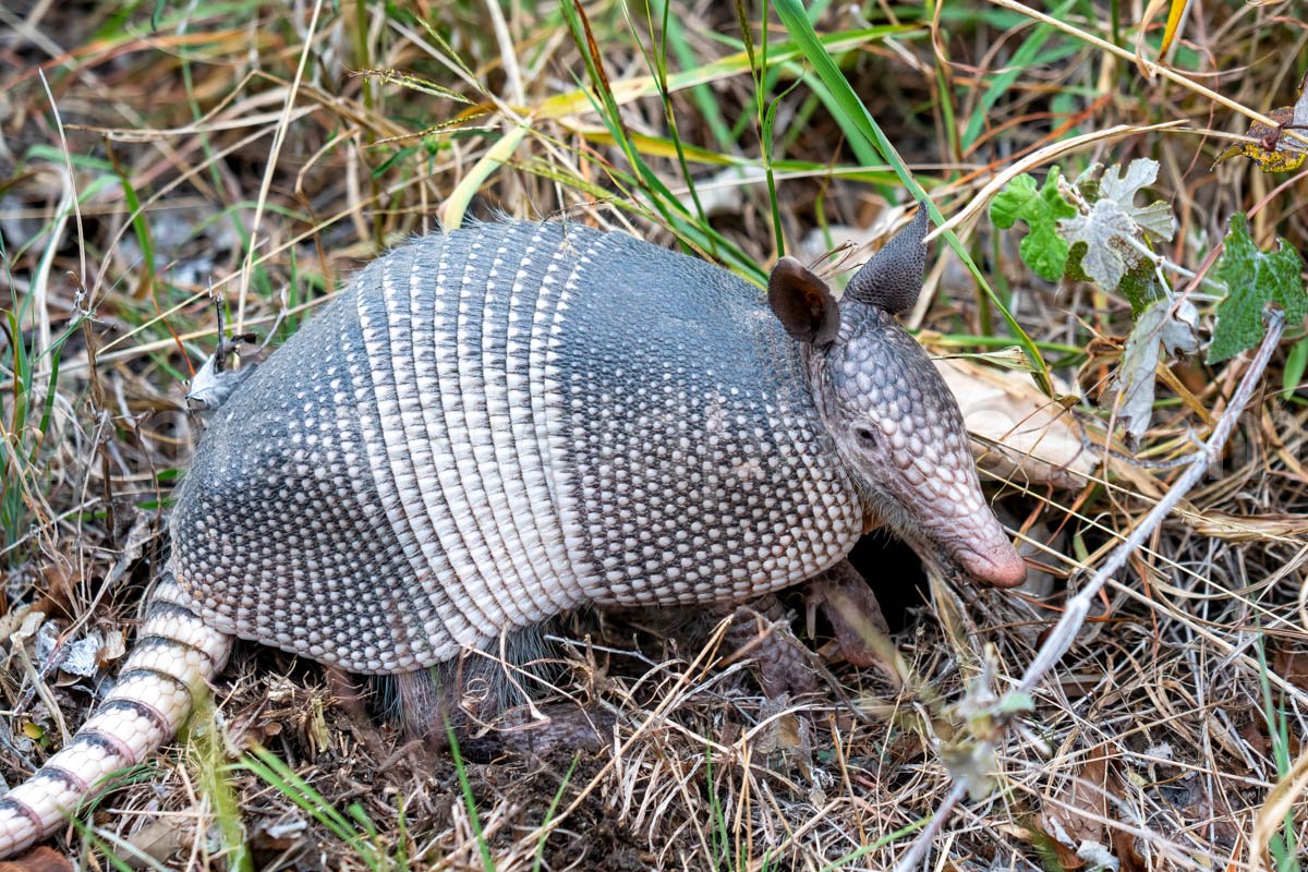 Armadillo A4-19105