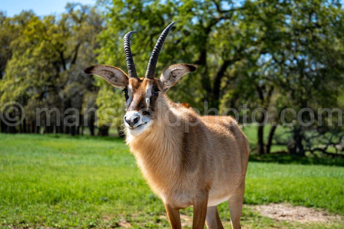 Roan Antelope A4-20546