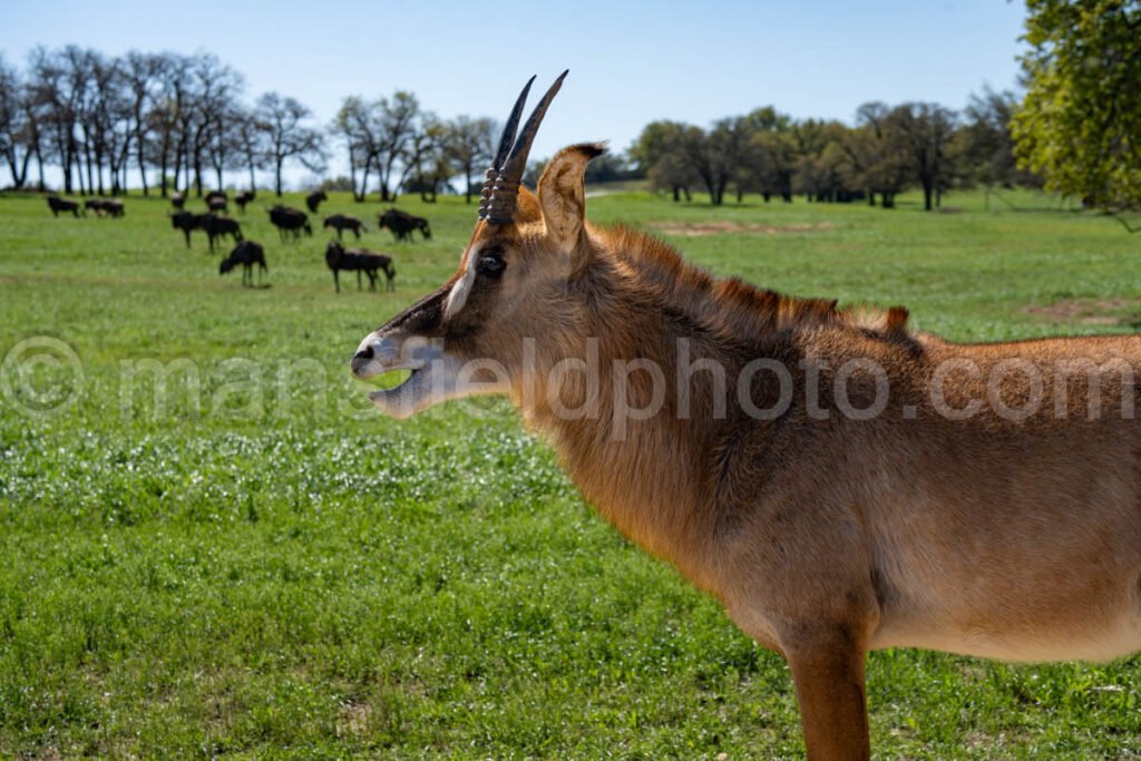 Roan Antelope A4-20549 - Mansfield Photography