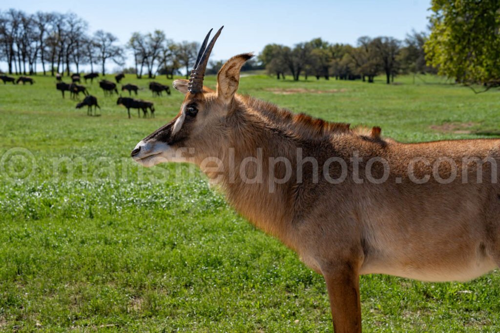 Roan Antelope A4-20550 - Mansfield Photography