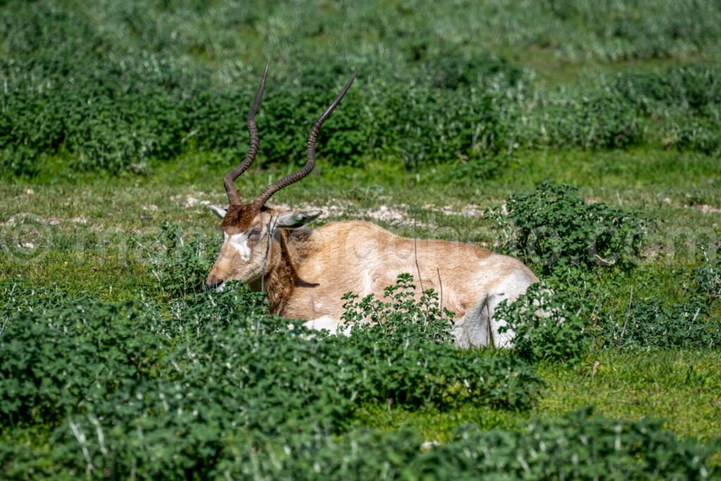 Addax A4-20559 - Mansfield Photography