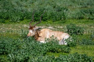 Addax A4-20559 - Mansfield Photography
