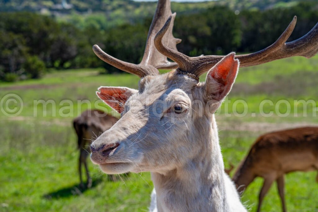 Fallow Deer A4-20564 - Mansfield Photography