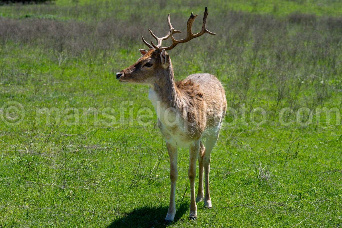 Fallow Deer A4-20570