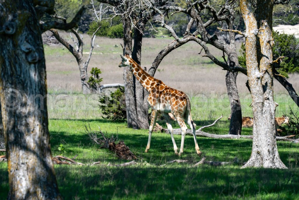 Giraffe A4-20601 - Mansfield Photography