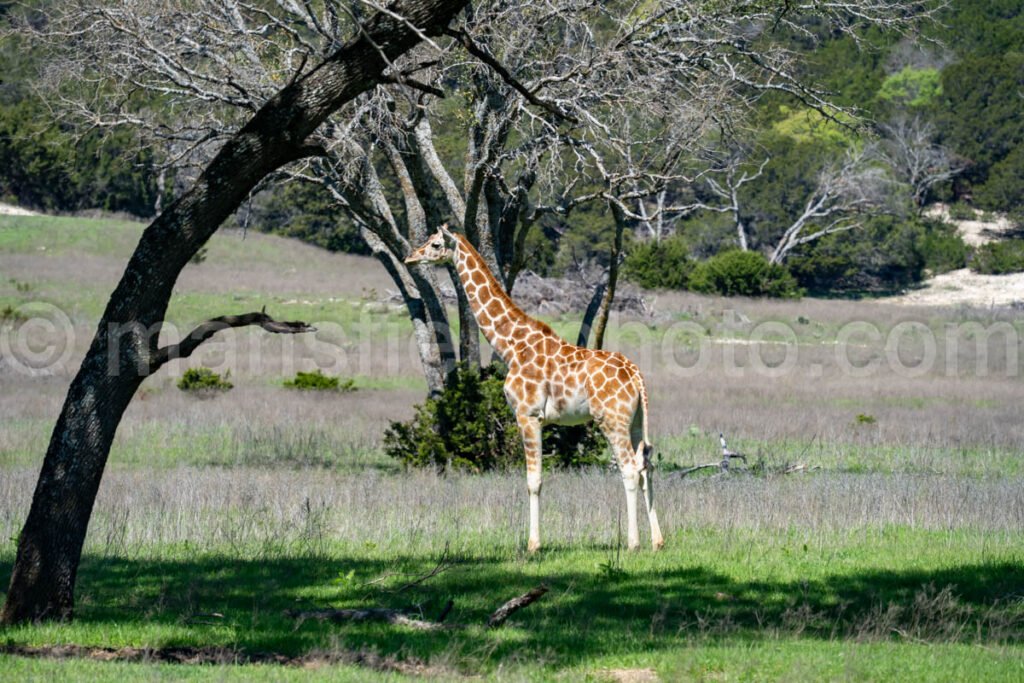 Giraffe A4-20605 - Mansfield Photography