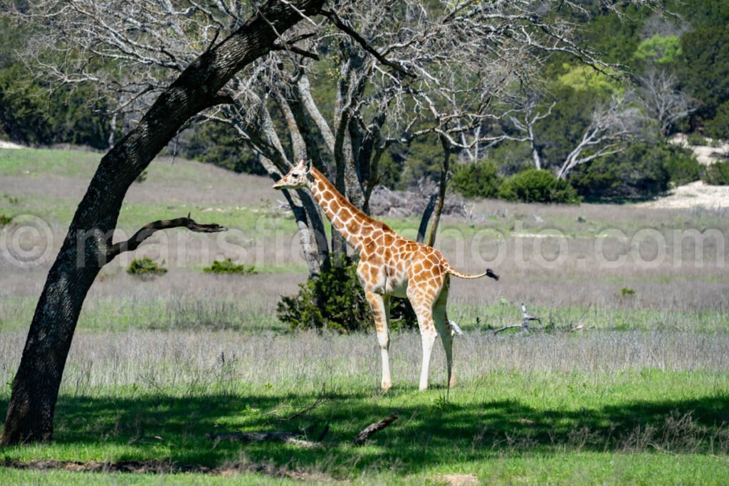 Giraffe A4-20606 - Mansfield Photography