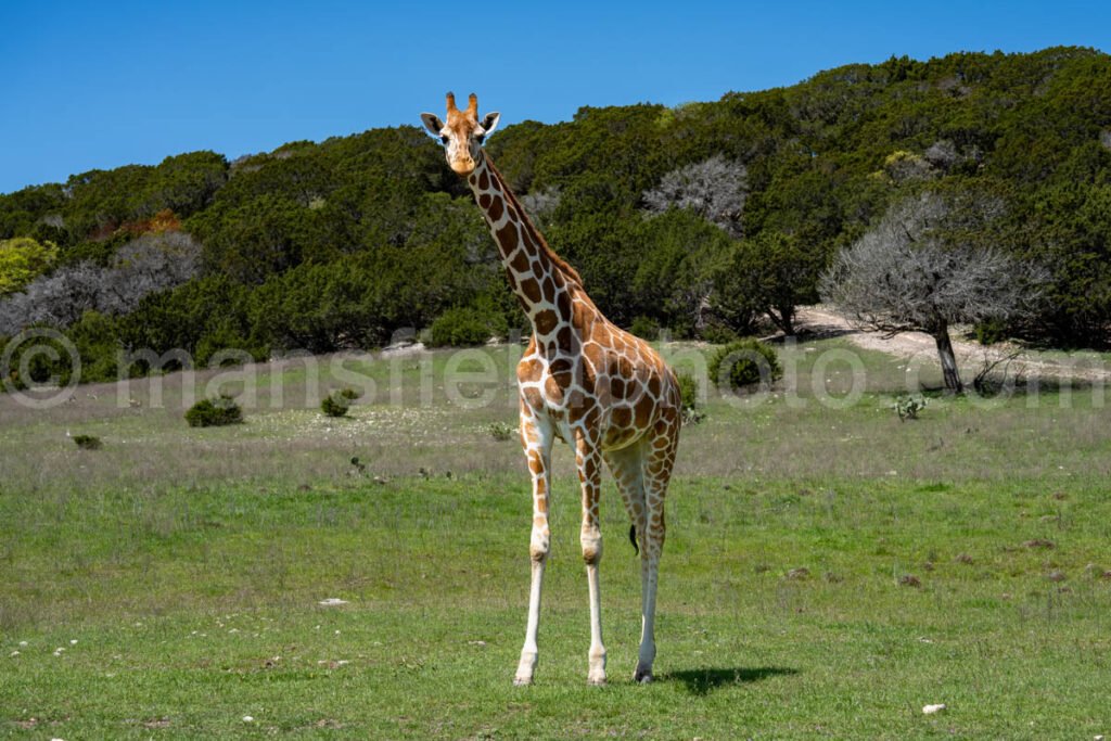 Giraffe A4-20609 - Mansfield Photography