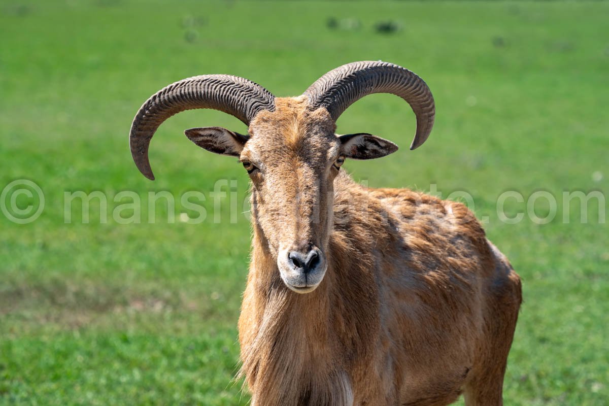 Aoudad Sheep A4-20624