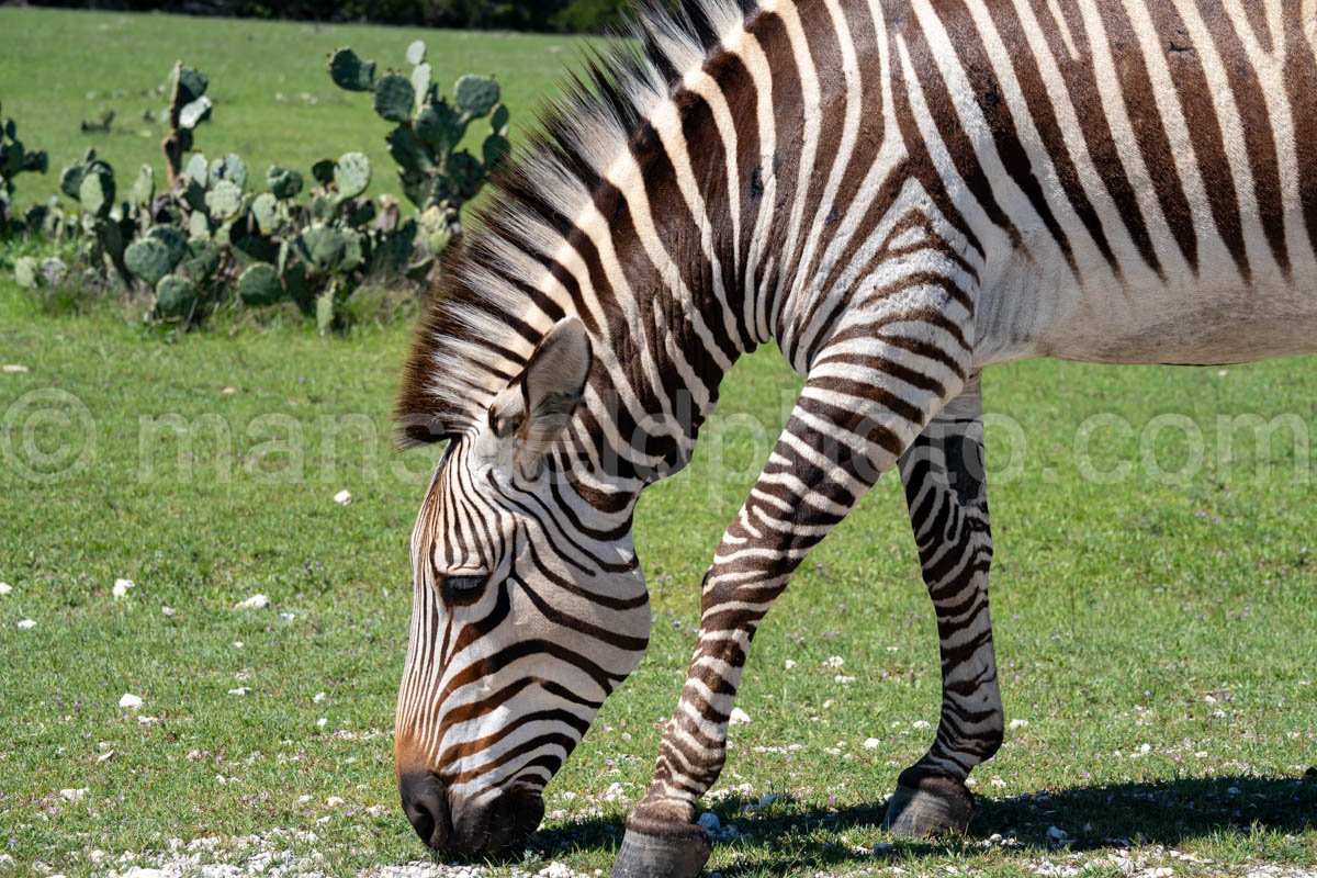 Zebra A4-20626