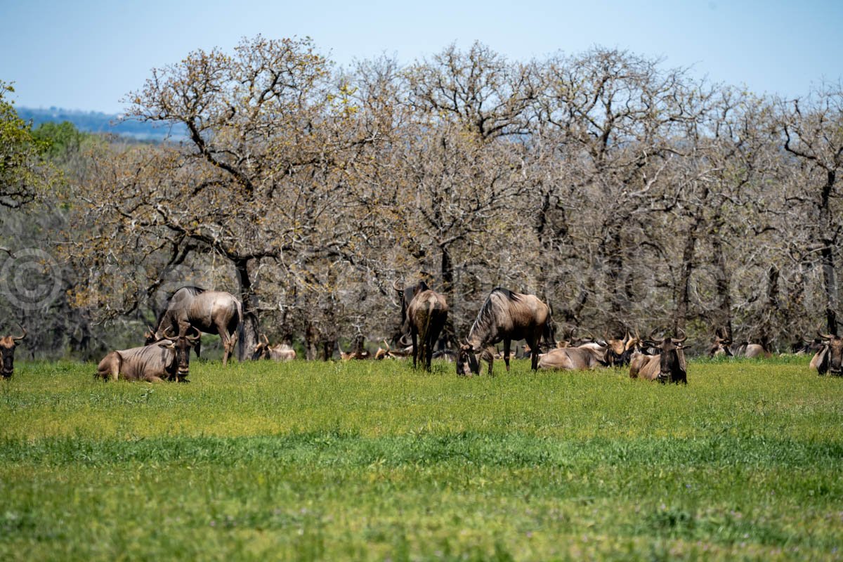 Common Wildebeest A4-20649