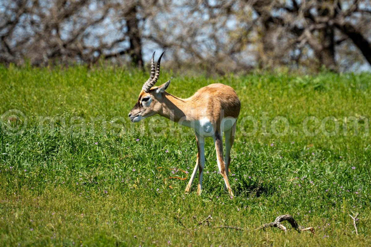 Blackbuck A4-20652