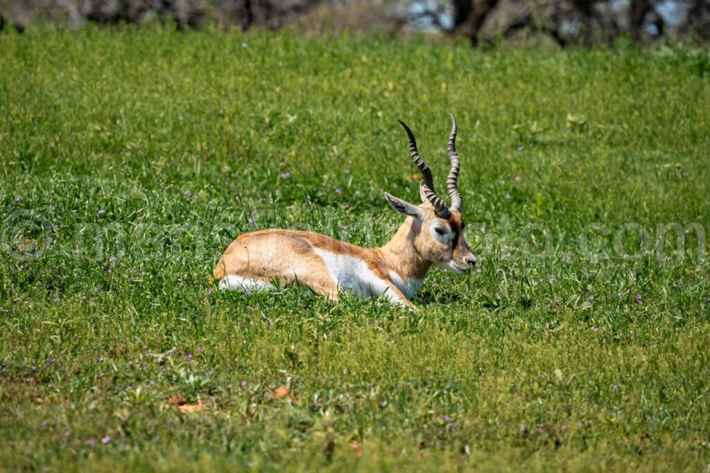 Blackbuck A4-20659 - Mansfield Photography