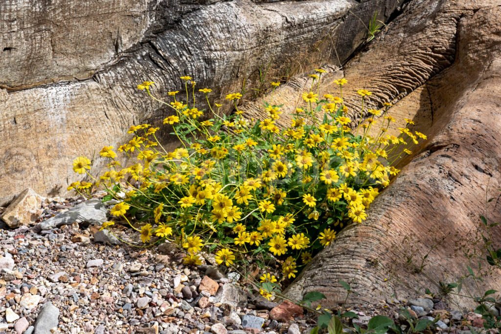 Big Bend National Park, Texas A4C-03932 - Mansfield Photography