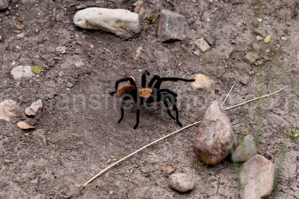 Tarantula, Big Bend National Park, Texas A4C-03935 - Mansfield Photography