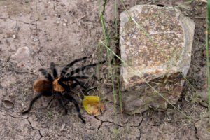 Tarantula, Big Bend National Park, Texas A4C-03937 - Mansfield Photography