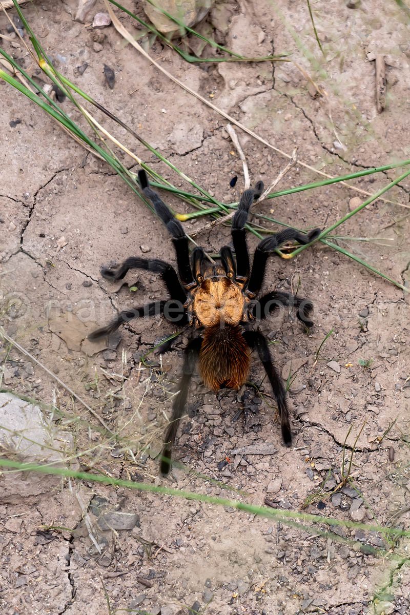 Tarantula, Big Bend National Park, Texas A4C-03939