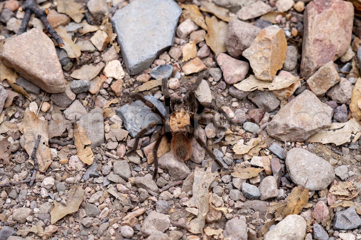 Tarantula, Big Bend National Park, Texas A4C-03942