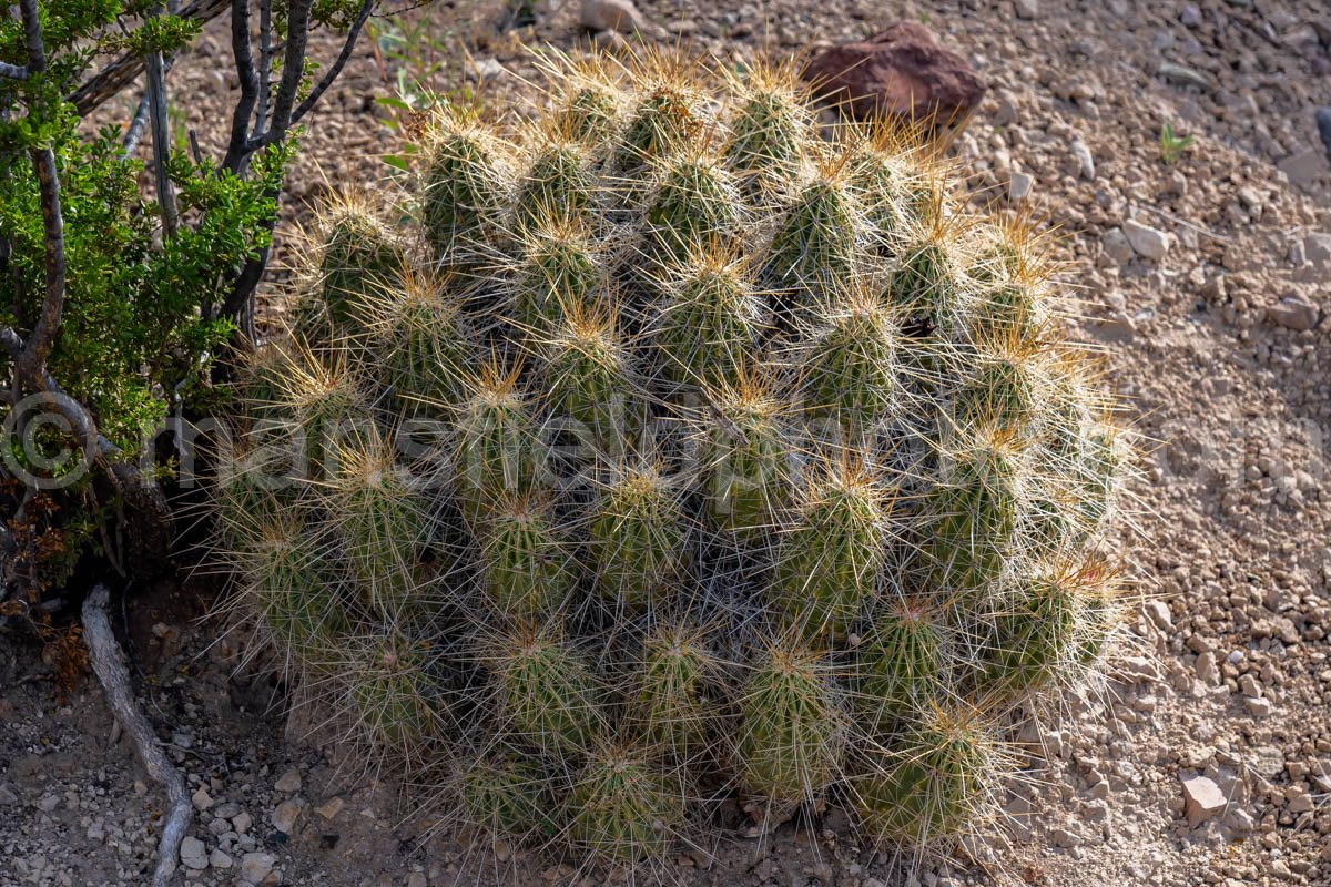 Sam Nail Ranch, Big Bend National Park, Texas A4C-04150