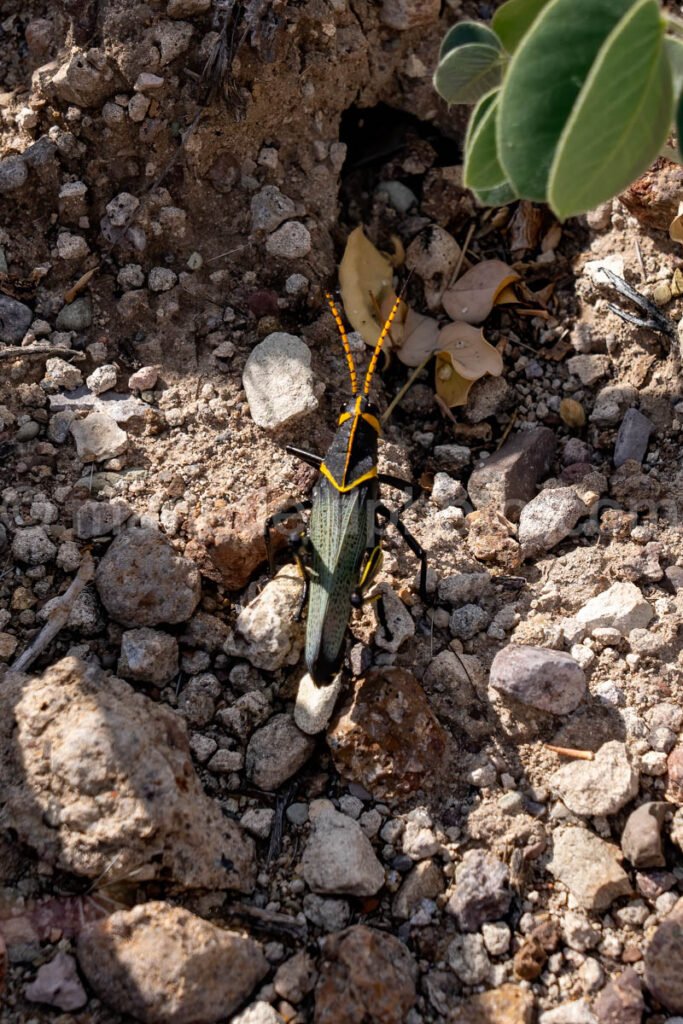 Lubber, Big Bend National Park, Texas A4C-04190 - Mansfield Photography