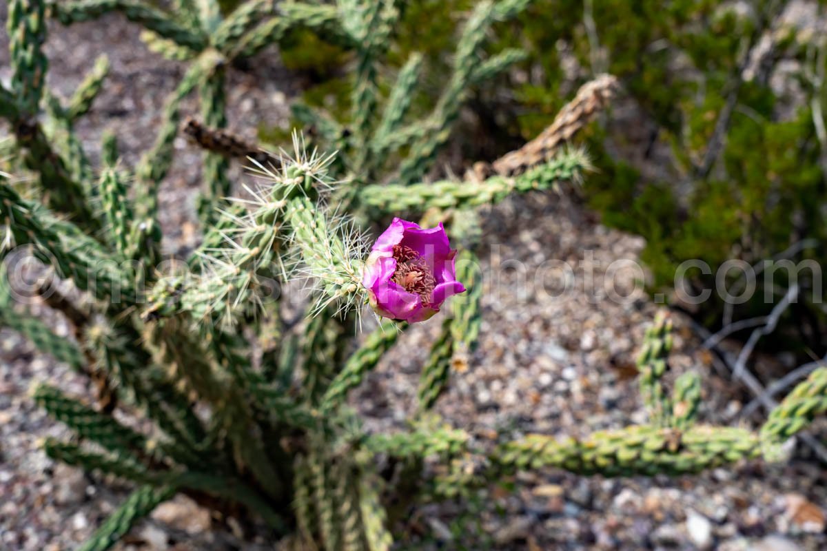 Big Bend National Park, Texas A4C-04194