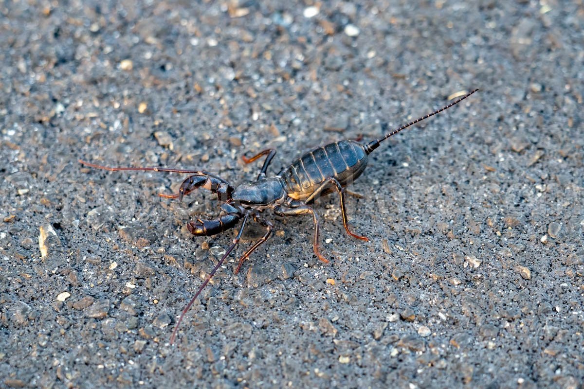 Whip Scorpion, Big Bend National Park, Texas A4C-04389