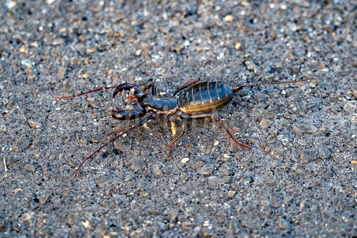 Whip Scorpion, Big Bend National Park, Texas A4C-04391