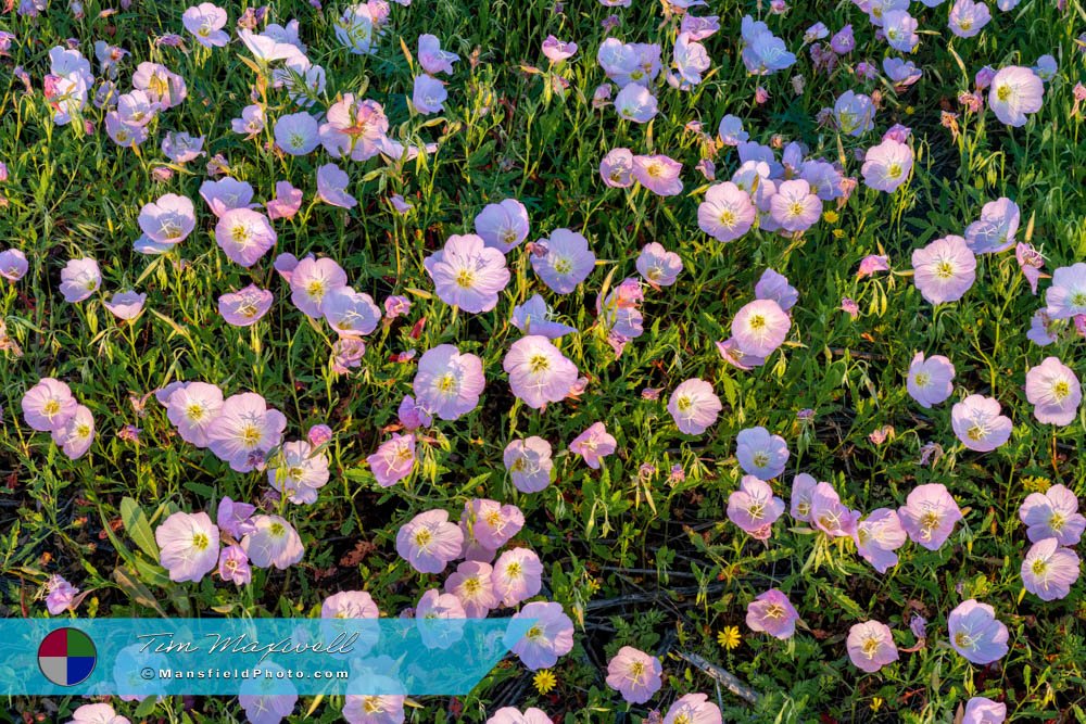 Pink Evening Primrose