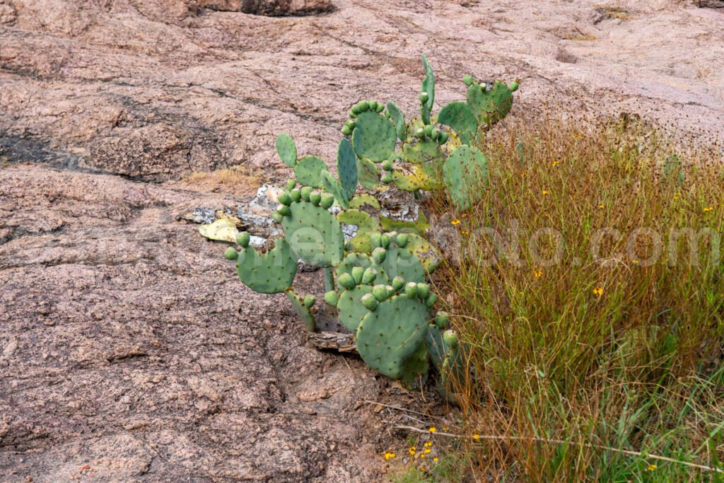 Prickly Pear Cactus At Enchanted Rock, Texas A4-21239 - Mansfield Photography