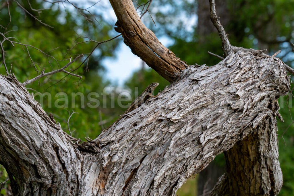 Lizard In Enchanted Rock, Texas A4-21245 - Mansfield Photography