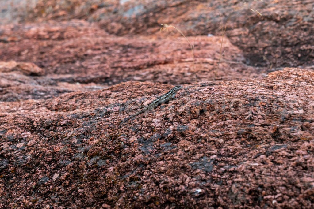 Lizard in Enchanted Rock, Texas A4-21247 - Mansfield Photography