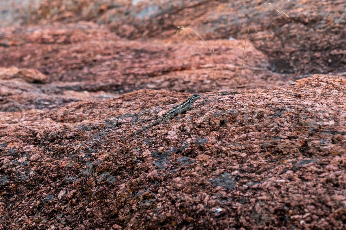 Lizard In Enchanted Rock, Texas A4-21247