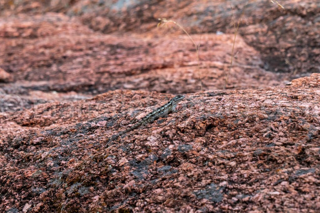 Lizard In Enchanted Rock, Texas A4-21248 - Mansfield Photography