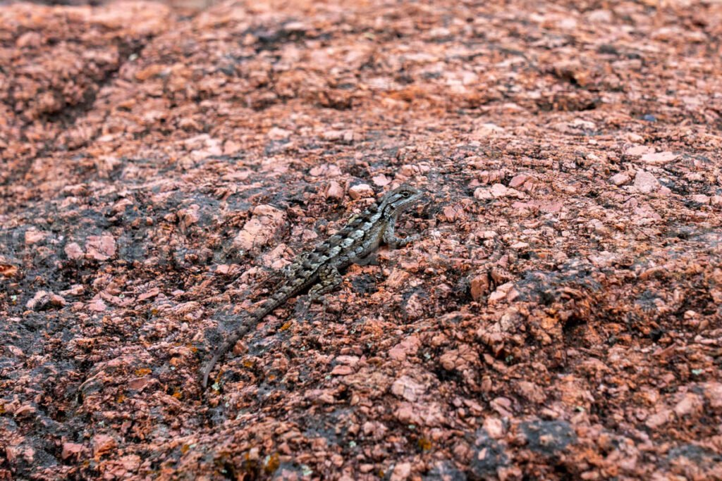 Lizard In Enchanted Rock, Texas A4-21249 - Mansfield Photography