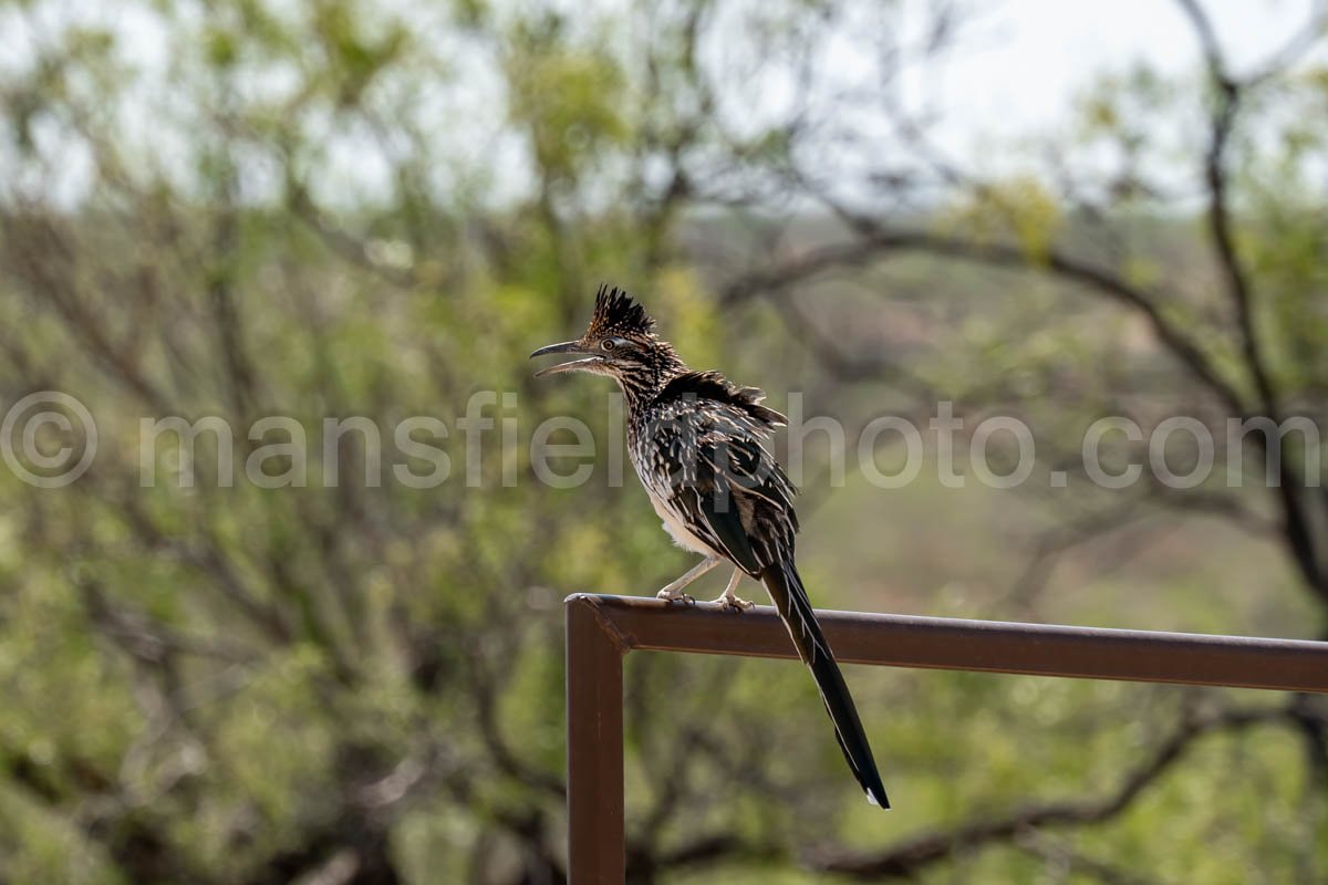 Roadrunner at Monahans Sandhills  A4-21494