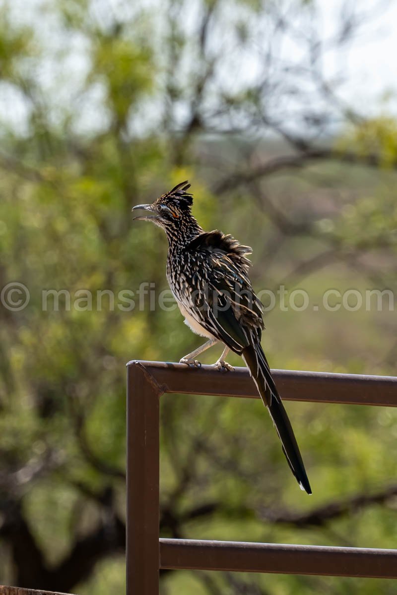 Roadrunner at Monahans Sandhills  A4-21496