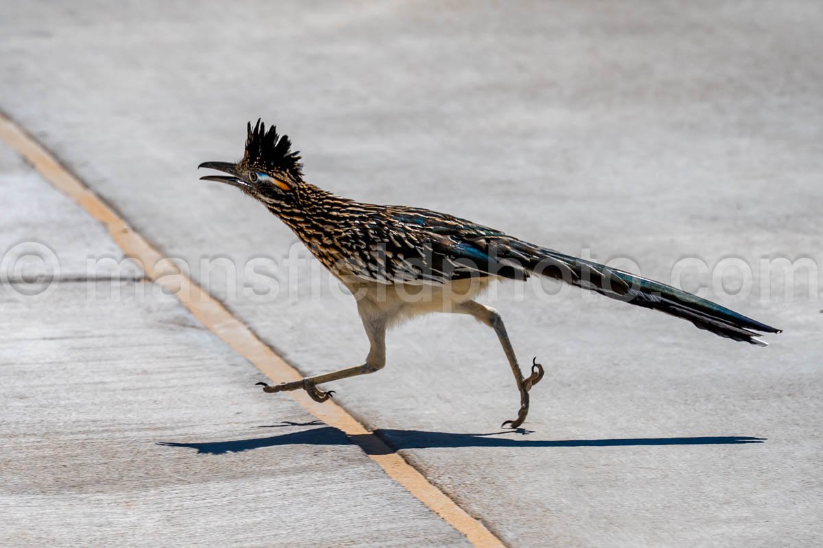 Roadrunner at Monahans Sandhills  A4-21497