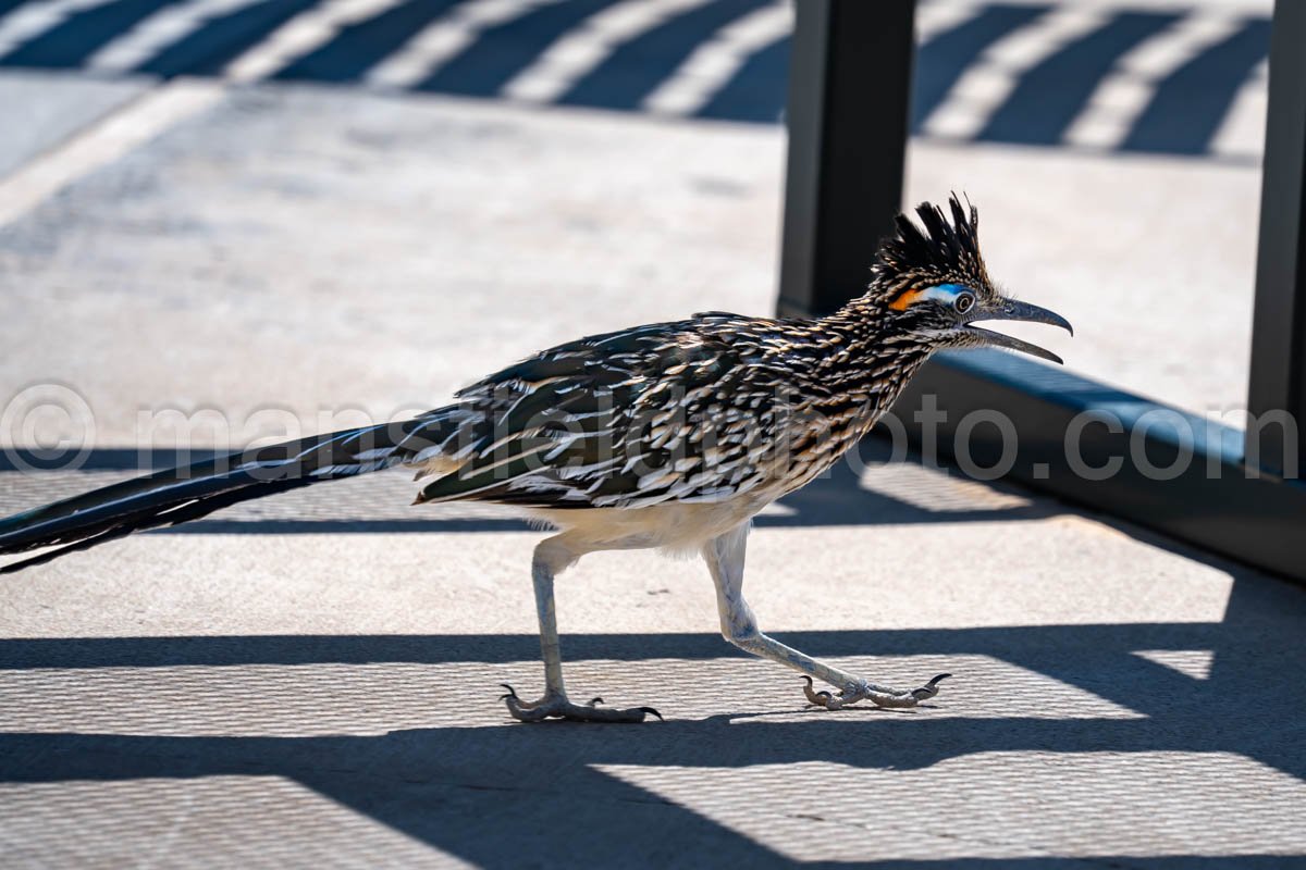 Roadrunner at Monahans Sandhills  A4-21501