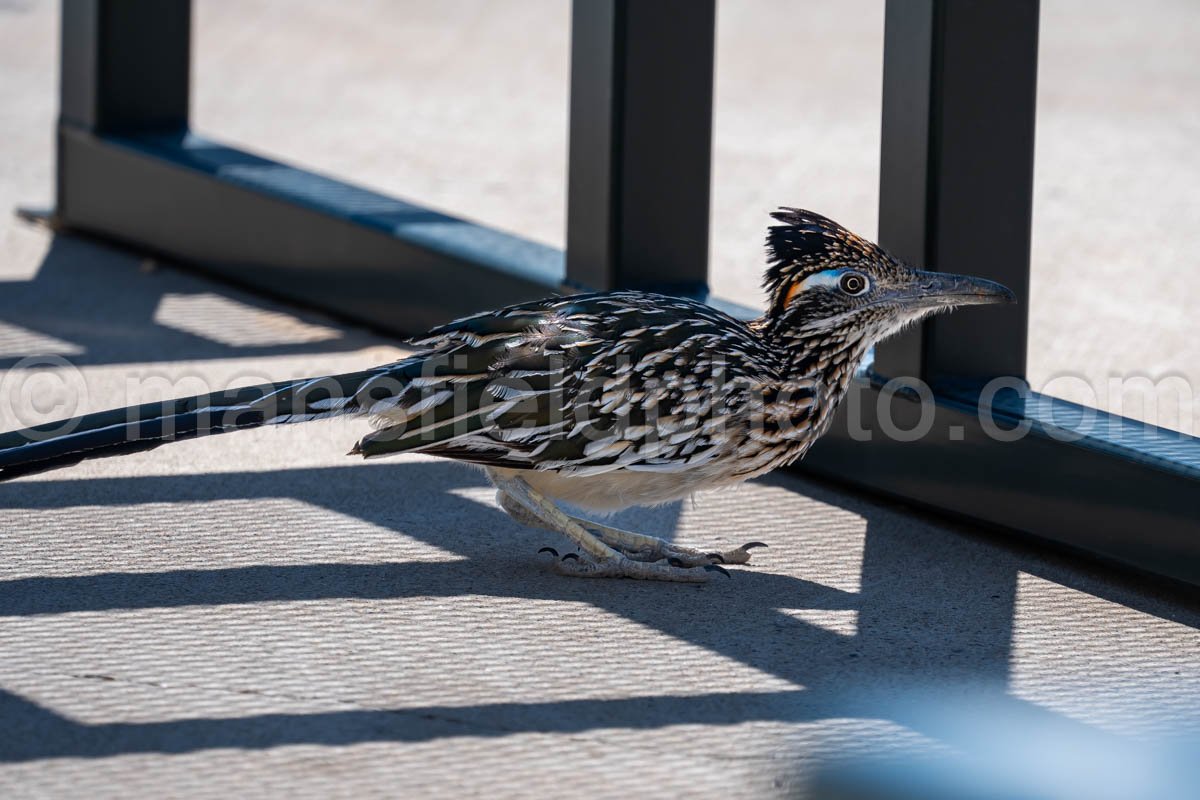 Roadrunner at Monahans Sandhills  A4-21503