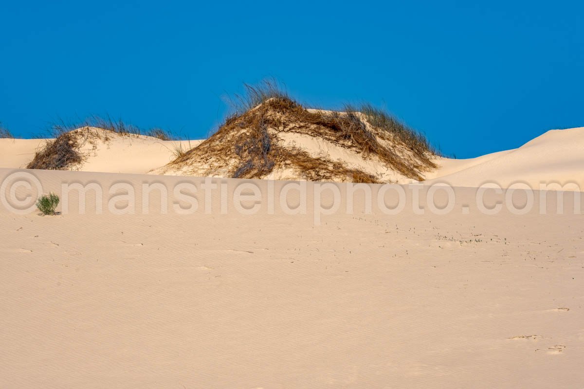 Monahans Sandhills State Park A4-21510