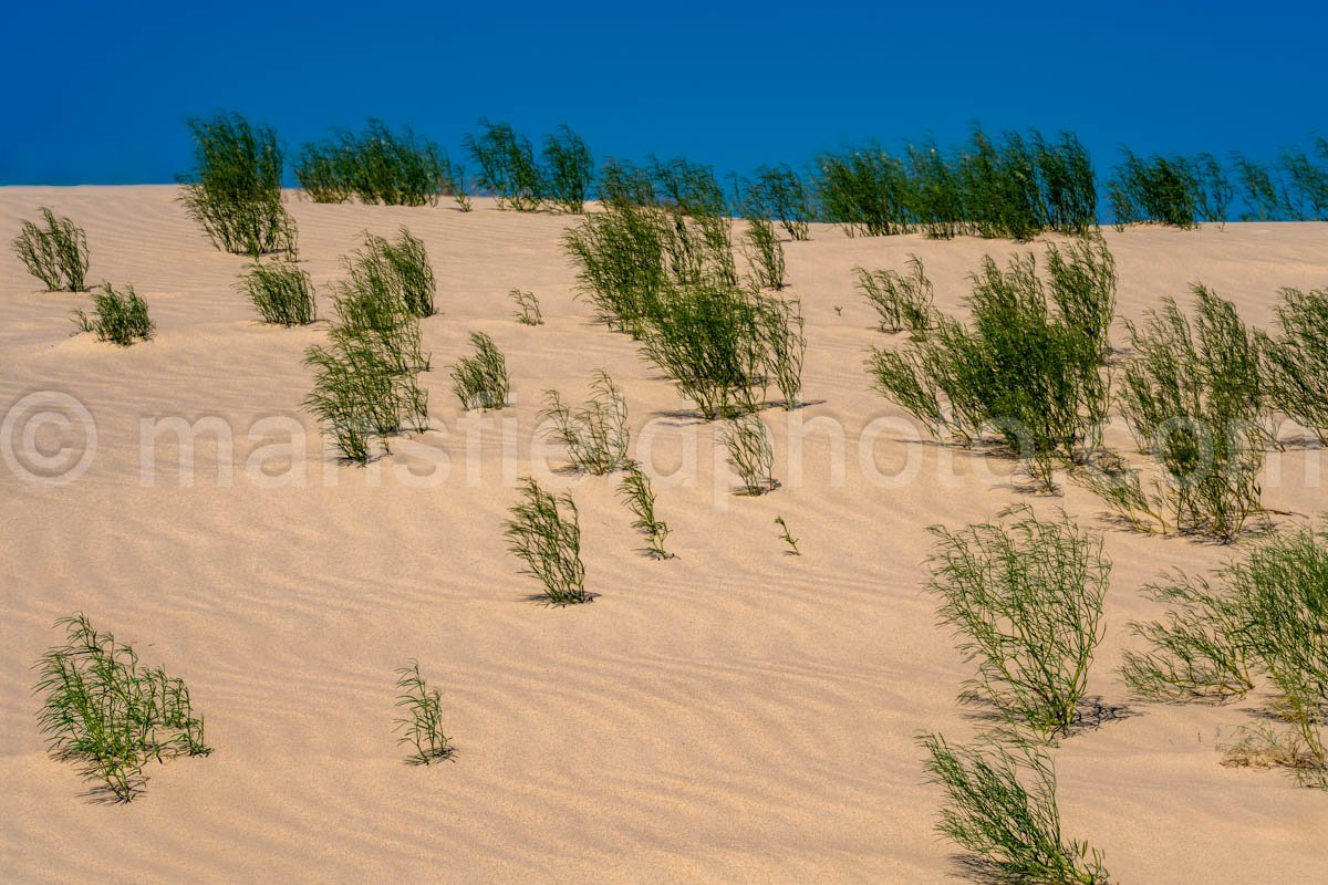 Monahans Sandhills State Park A4-21511