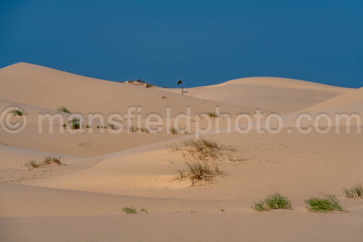 Monahans Sandhills State Park A4-21513