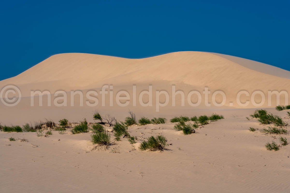 Monahans Sandhills State Park A4-21515