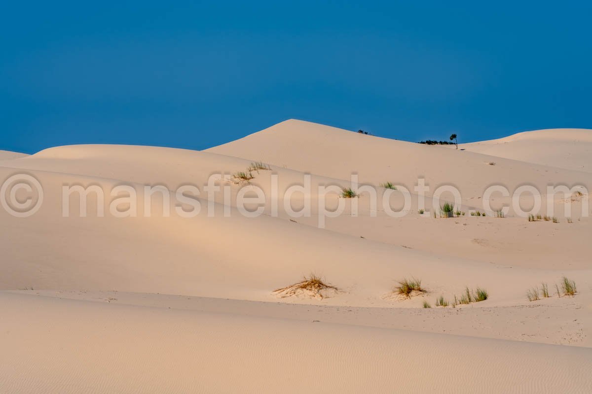 Monahans Sandhills State Park A4-21523